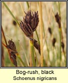 bog-rush,black