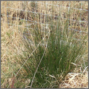 Black Bog-rush, Schoenus nigricans