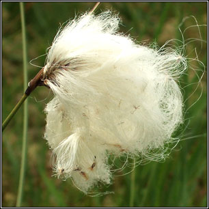 Common Cottongrass, Eriophorum angustifolium