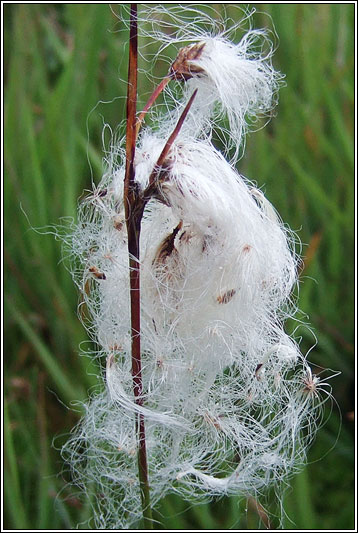 Common Cottongrass, Eriophorum angustifolium