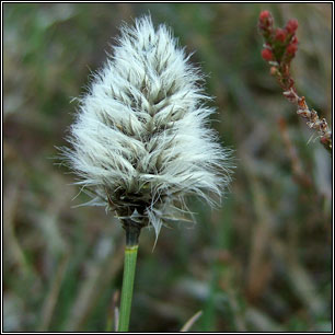 Hare's-tail Cottongrass, Eriophorum vaginatum