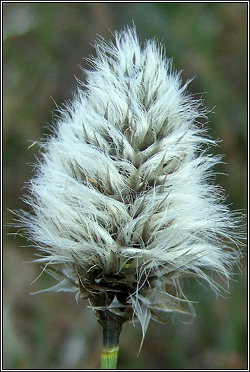 Hares-tail Cottongrass, Eriophorum vaginatum