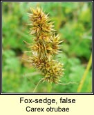 fox-sedge,false