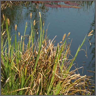 Carex pendula