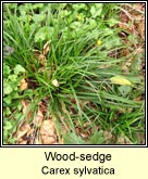 wood-sedge
