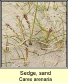 sedge,sand