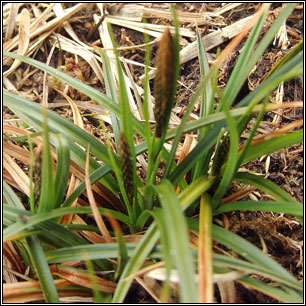 Carex binervis