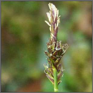 Carex pilulifera