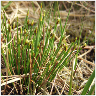 Deergrass, Trichophorum germanicum