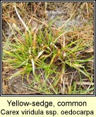 yellow-sedge,common