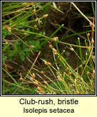 club-rush,bristle