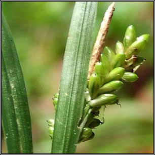 Carex pallescens