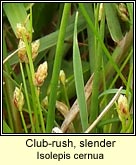 club-rush,slender