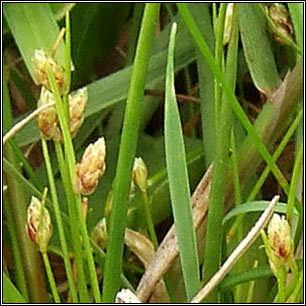 Slender Club-rush, Isolepis cernua