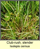club-rush,slender