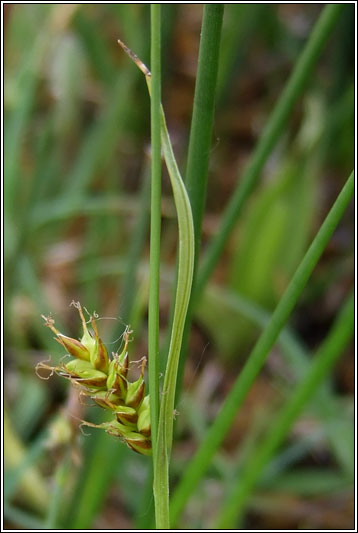 Tawny Sedge, Carex hostiana