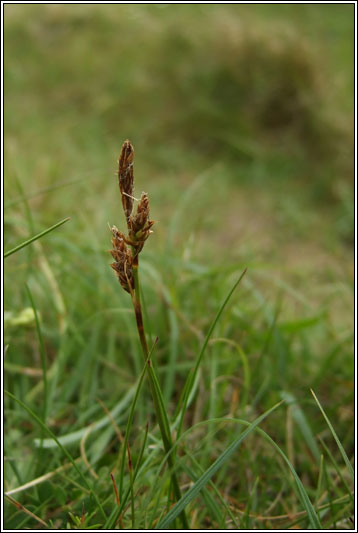 Spring Sedge, Carex caryophyllea