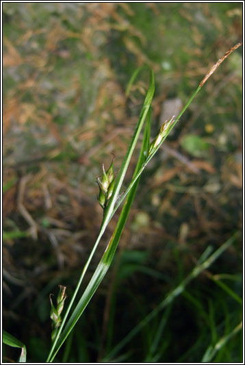 Starved Wood-sedge, Carex depauperata