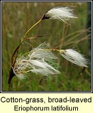 Cotton-grass, broad-leaved