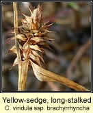 Yellow-sedge, long-stalked