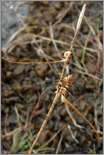 Long-stalked Yellow-sedge, Carex viridula ssp brachyrrhyncha
