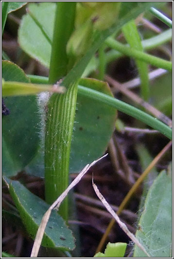 Hairy Sedge, Carex hirta