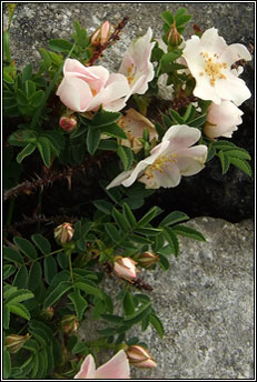 burnet rose