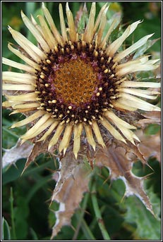 thistle,carline (feochadn mn)