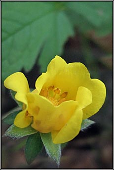 cinquefoil (Cig mhar mhuire)