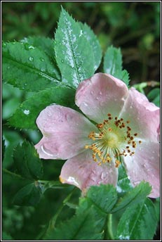 dog-rose (feirdhris)