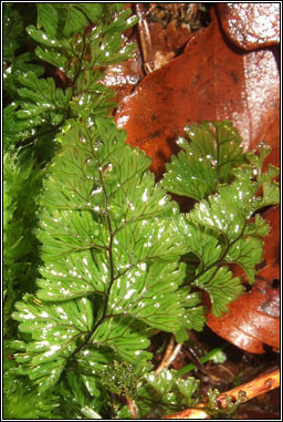 Tunbridge Filmy-fern