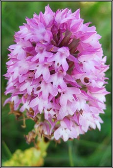 orchid,pyramidal (magairlín na stuaice)