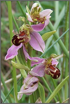 bee orchid (magairlín na mbeach)