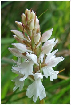 orchid,common spotted (naucht bhallach)