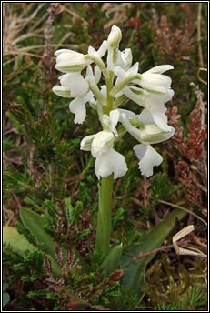 orchid,green-winged (magairlín féitheach)