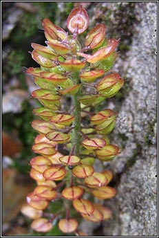 pepperwort,smiths (piobar an duine bhoicht)