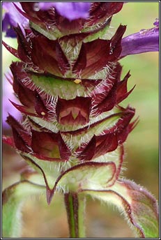 selfheal (dun ceannchosach)