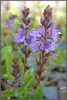 speedwell,heath (lus cr)