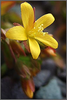 st johnswort,trailing (beathnua sraoilleach)