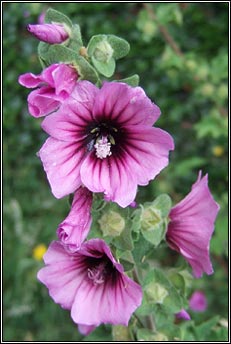 tree-mallow (hocas ard)