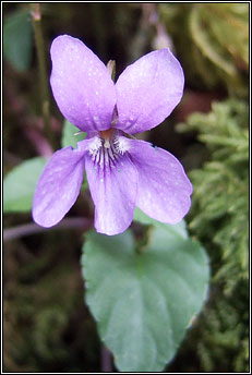 violet,early dog-violet (sailchuach luath)