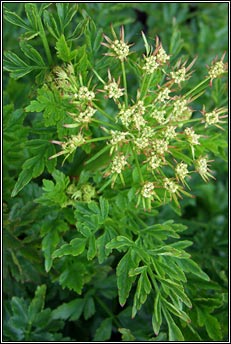 hemlock water-dropwort (tréanlus braonach an chorraigh)