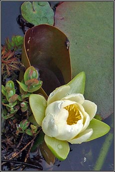 water-lily,white (bacán bán)