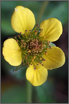 Wood Avens