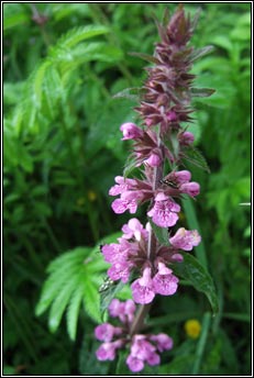 woundwort,marsh (duilleog na saor)