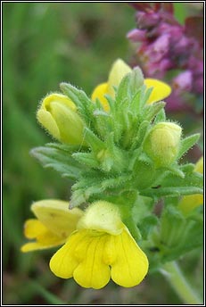 bartsia,yellow (hocas tae bu)