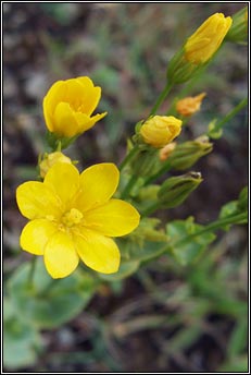 yellow-wort (grimire bu)