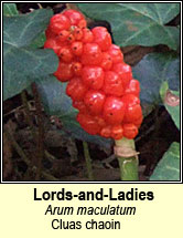 lords-and-ladies (cluas chaoin)