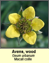 avens,wood (machall coille)