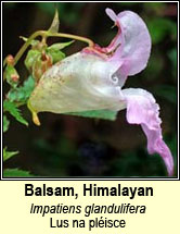 balsam,himalayan/indian (lus na pléisce)